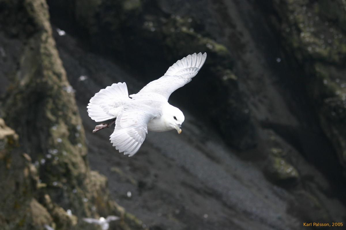 Seabird hovering