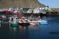 Fishing boats in the harbour
