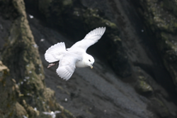 Seabird hovering