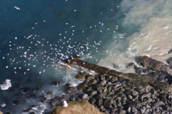 Seabirds around some sort of outlet