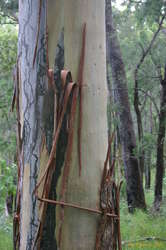 Scribbly bark gum