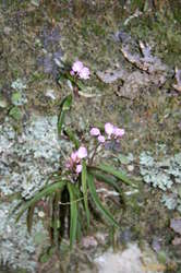 Orchid picture for mum