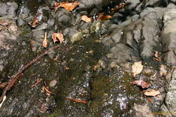 Bees drinking out of the creek
