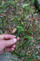 Cool botany.  The main 