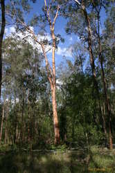 Gumtree sunning itself