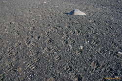 Deer tracks down stream