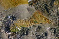 Like flowstone, and for the same reasons, but forming on algae