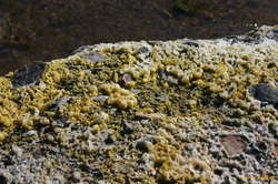 More sulfur crystals