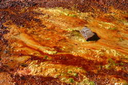 Different coloured algae