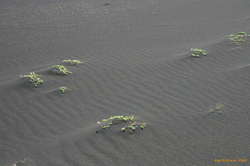 Plants still grow in sand