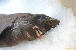 Gulper shark, (Rauðháfur)