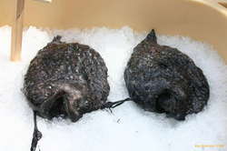 Atlantic Football fish (Lúsífur)