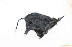 Forkbarbel throat (Surtla) (about 30cm)