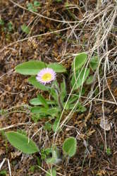 Wildflower, about 15mm