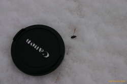 A beetle out for a leisurely afternoon stroll