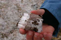 icelandic winter grass