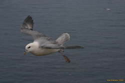 Fulmar in flight