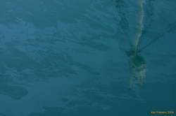 A crows nest in some oily sea