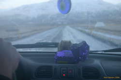 The wombat guards the cookies