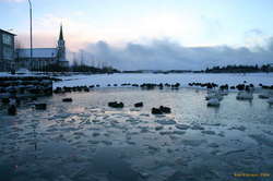 The birds enjoying the unfrozen portion