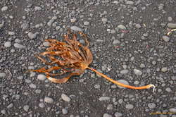 Seaweed at Selatangar