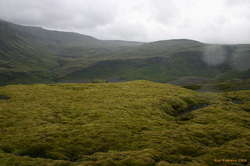 Who needs grass when you've got moss?