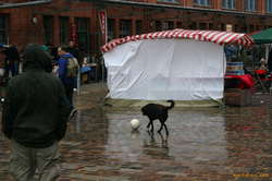 Dog playing soccer in the rain