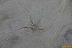 A surprising amount of life on the foreshore when you look