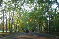 A lovely shady avenue in Berlin