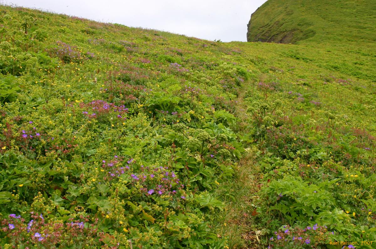 A path through a sea of colour