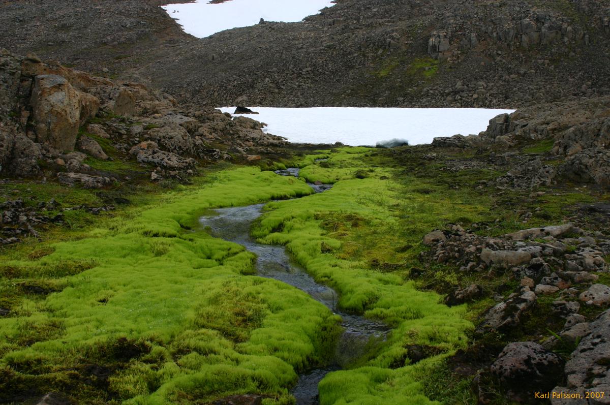 Snow, rock and moss.  Near the top of Svartaskarð