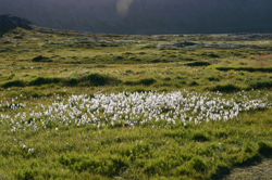 Cotton grass, always pretty, but always a sign of swampy ground