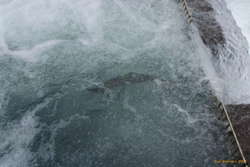 Fish in the salmon ladder