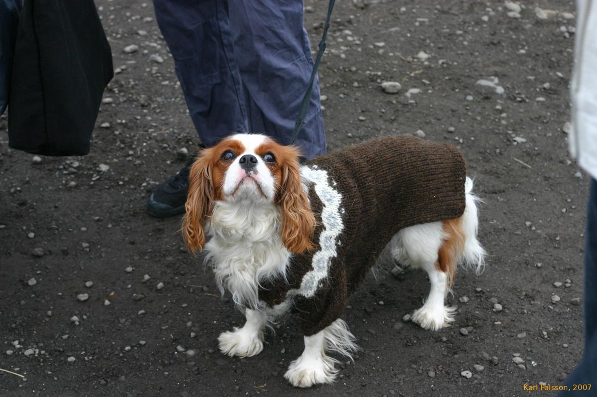 Handbag dogs everywhere