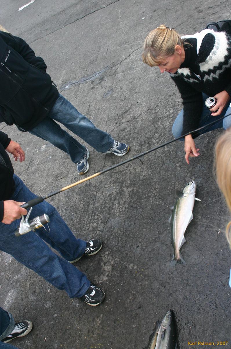 A good feed for straight off the jetty