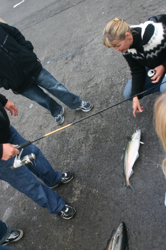 A good feed for straight off the jetty