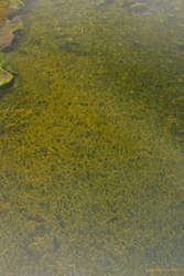 Underwater algal structures