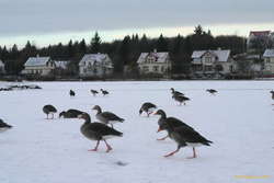 Geese and the old houses on Tjarnagata