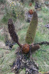 Strange roadside plants.  Fruits are 1-3 feet long