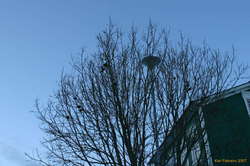 Who knows where all these birds came from?