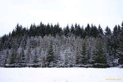 Perfect christmas trees, all in a row