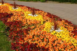 Colourful pansy beds near Hallsgrímskirkja