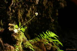 Cave flowers growing to the sun