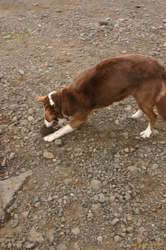 A dog playing with a stone