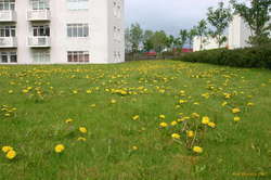 Adrift in a sea of gold