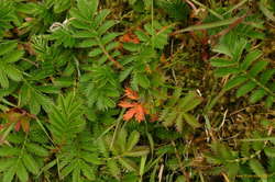 It's not autumn yet!