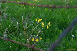 A few flowers remain