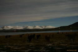 Late night horsies in Hvalfjörður