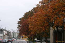 Autumn berries (Rowan?)