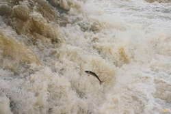 Salmon at Urriðafoss